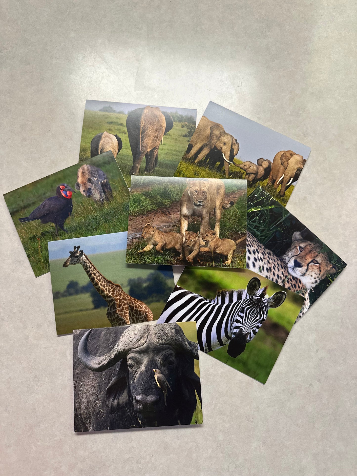 Set of 8 Safari Notecards